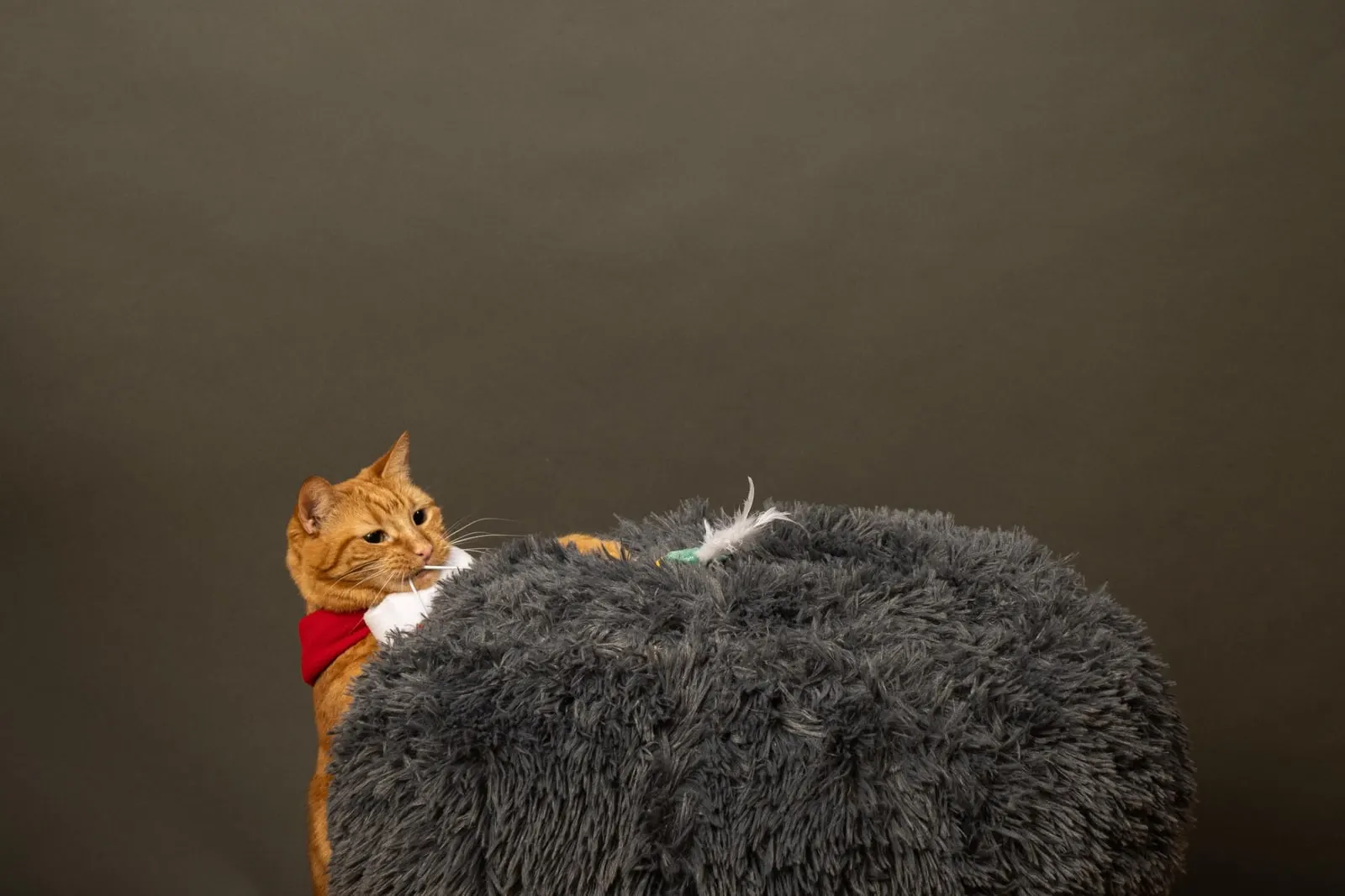 Angelito Jusay's orange cat playing with a feather toy